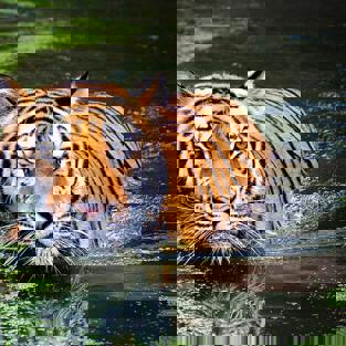 Test av alt-text