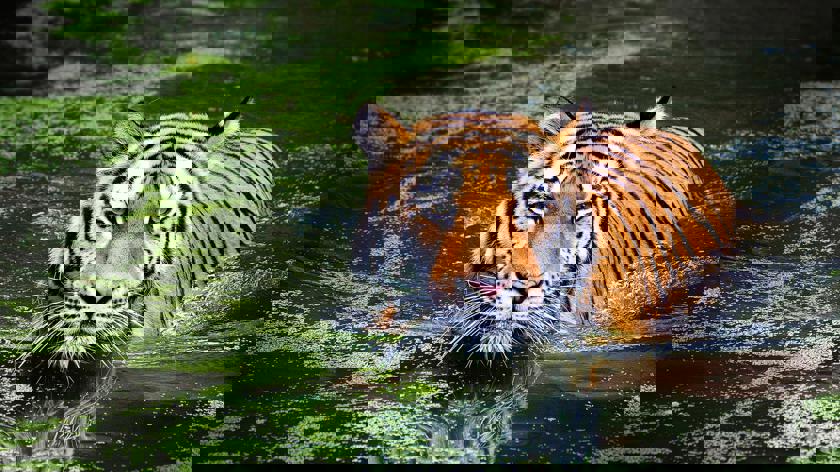 Test av alt-text